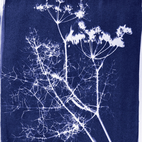 73_9282_06Mar2025160756_Cyanotype printing workshop 540px.png